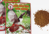 🔥 CÁM CHÀO MÀO BÌNH DƯƠNG – CHIM LÊN LỬA NHANH, CHƠI BỀN, ĐẤU TỐT