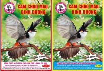 CÁM CHÀO MÀO BÌNH DƯƠNG CHUẨN DINH DƯỠNG GIÚP CHIM CĂNG LỬA TỪNG NGÀY