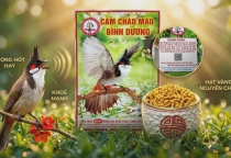 CÁM THAY LÔNG BÌNH DƯƠNG TỐT NHƯ THẾ NÀO?