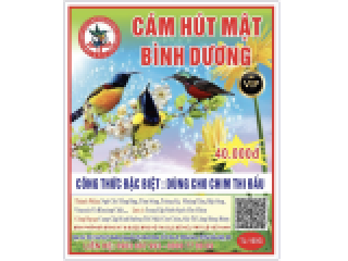 Cách nuôi chim hút mật căng lửa