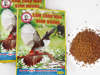CÁCH NUÔI CHIM CẢNH ĐỂ THI ĐẤU TỐT: BÍ QUYẾT TỪ CHUYÊN GIA VÀ DINH DƯỠNG ĐỘT PHÁ