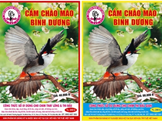 Cám Chào Mào Chất Lượng – Bí Quyết Giúp Chim Sung, Hót Hay Và Giữ Lửa Bền